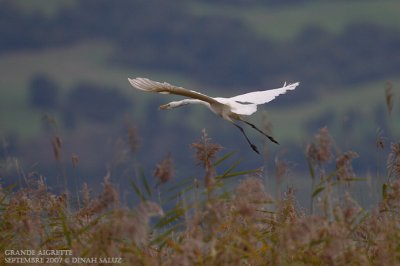Grande aigrette - Great White Egret