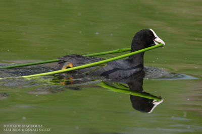 Foulque macroule - Common Coot