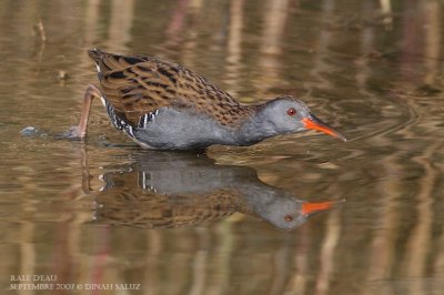 Râle d'eau - Water Rail
