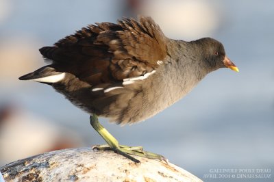 Gallinule poule-d'eau - Moorhen