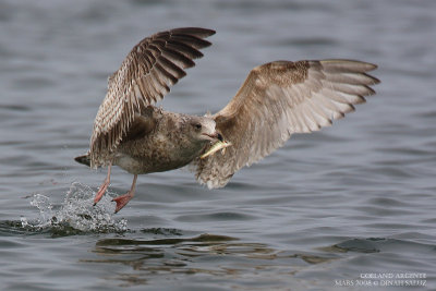 Goland argent - Herring Gull