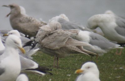 Iceland Gull, Berrien County, MI