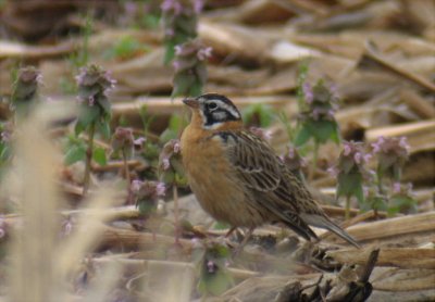 Smith's Longspur, Berrien County, MI