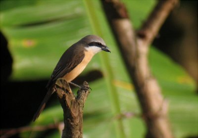 Brown Shrike