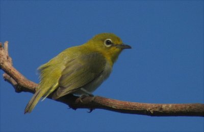 Lowland White-Eye