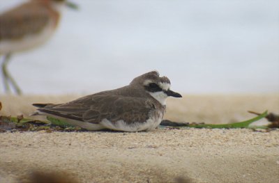 Lesser Sand-Plover