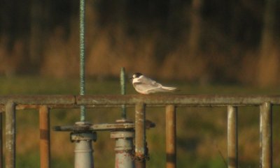 Arctic Tern, Berrien County, MI