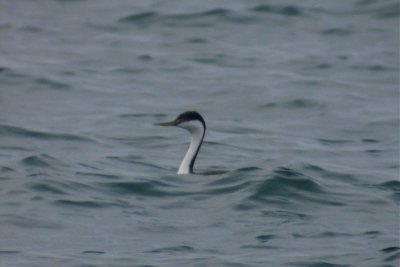 Western Grebe, Berrien County, MI