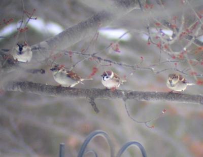 Eurasian Tree Sparrow, Cass County, MI