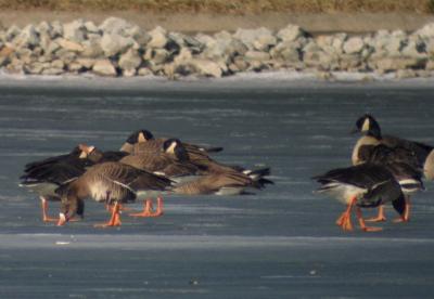 Greater White-fronted Geese, Berrien County, MI