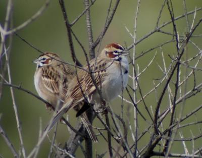 Lark Sparrows