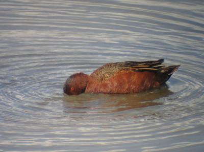 Cinnamon Teal