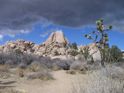 Joshua Tree National Park