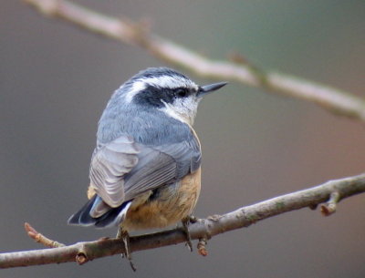 Red-breasted Nuthatch