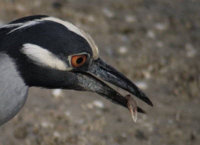 Yellow-crowned Night-Heron