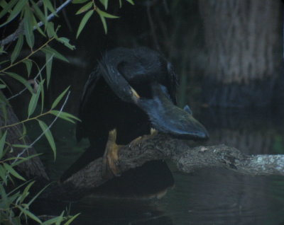 Anhinga