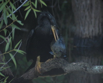 Anhinga