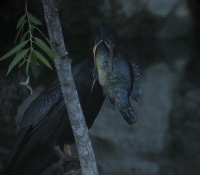 Anhinga