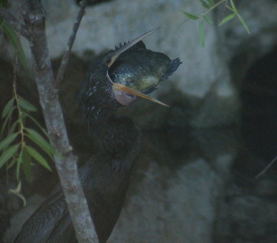Anhinga