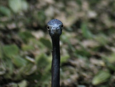 Little Blue Heron