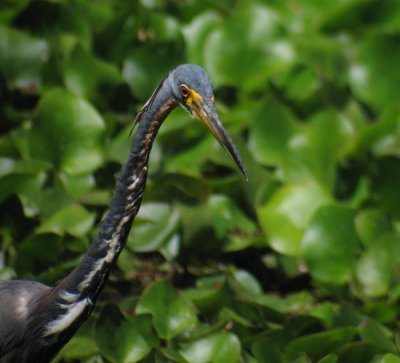 Tricolored Heron