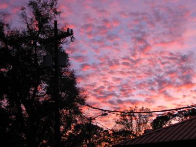 mottled nightfall