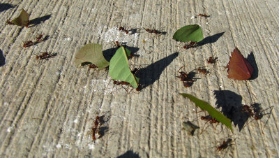 leaf cutter ants, Tikal (p: eclectica)