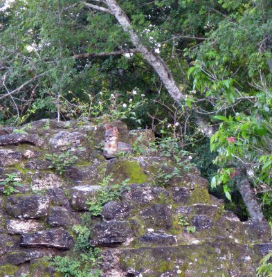 fox on ruins, Tikal