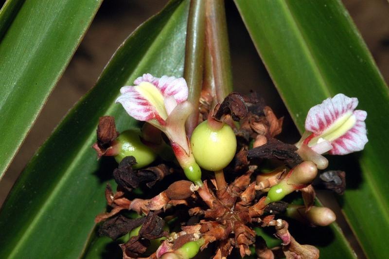 Alpinia modesta
