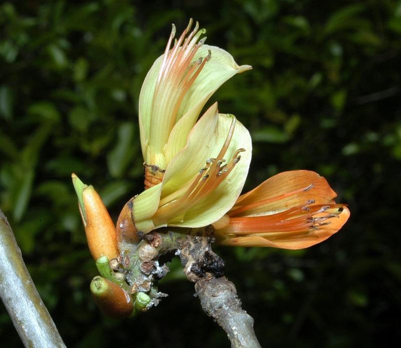 Erythrina insularis