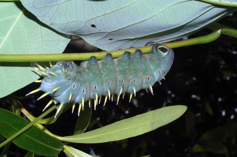 Hercules Moth larva