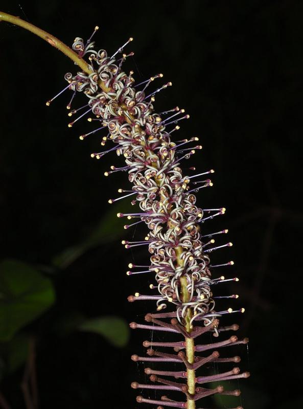 Hicksbeachia pilosa