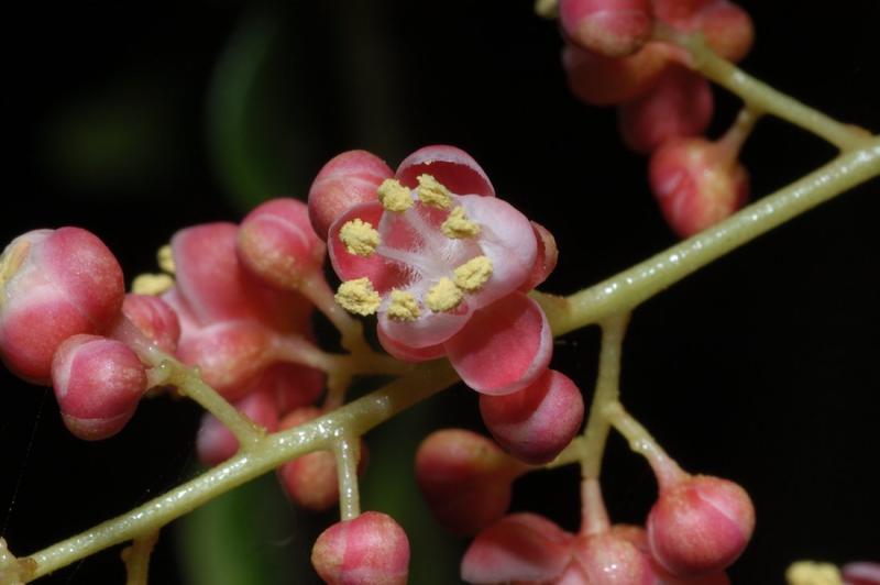Lepiderema ixiocarpa