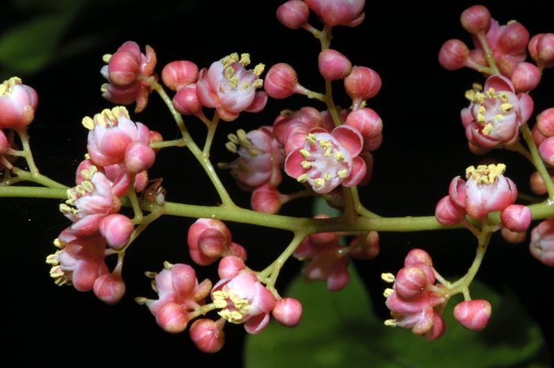 Lepiderema ixiocarpa