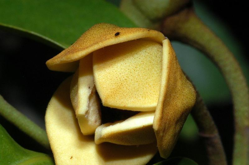 Melodorum leichhardtii