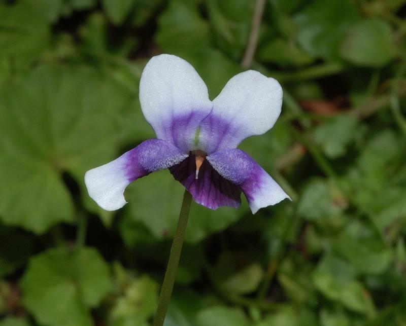 Viola hederacea