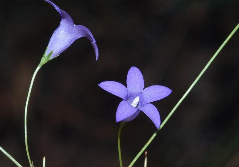Wahlenbergia caryophylloides