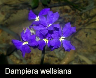 Dampiera wellsiana