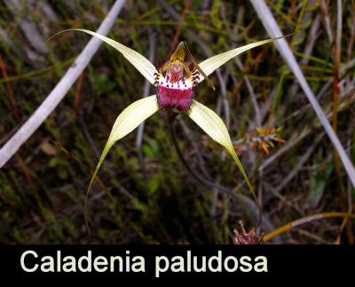 Caladenia paludosa