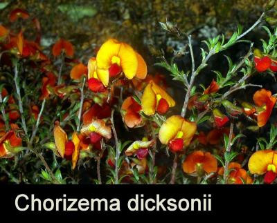 Chorizema dicksonii