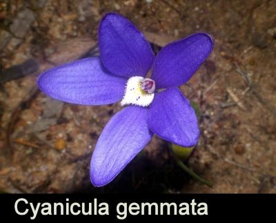 Cyanicula gemmata