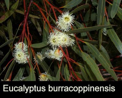 Eucalyptus burracoppinensis