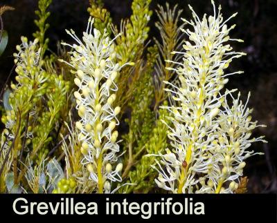 Grevillea integrifolia
