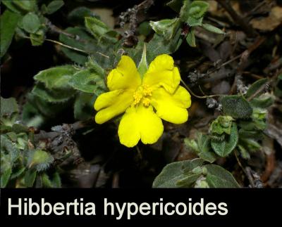 Hibbertia hypericoides