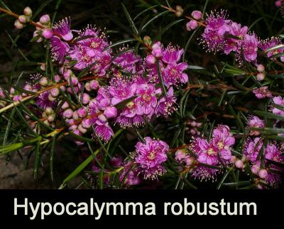 Hypocalymma robustum
