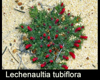 g3/07/621007/3/53431254.Lechenaultiatubifloraqr1.jpg