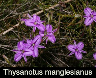 Thysanotus manglesianus
