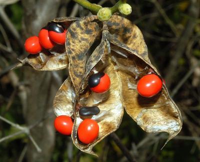 Abrus precatorius subsp. precatorius
