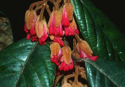 Aceratium ferrugineum