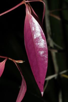 Acmena sp. Stockwellia site